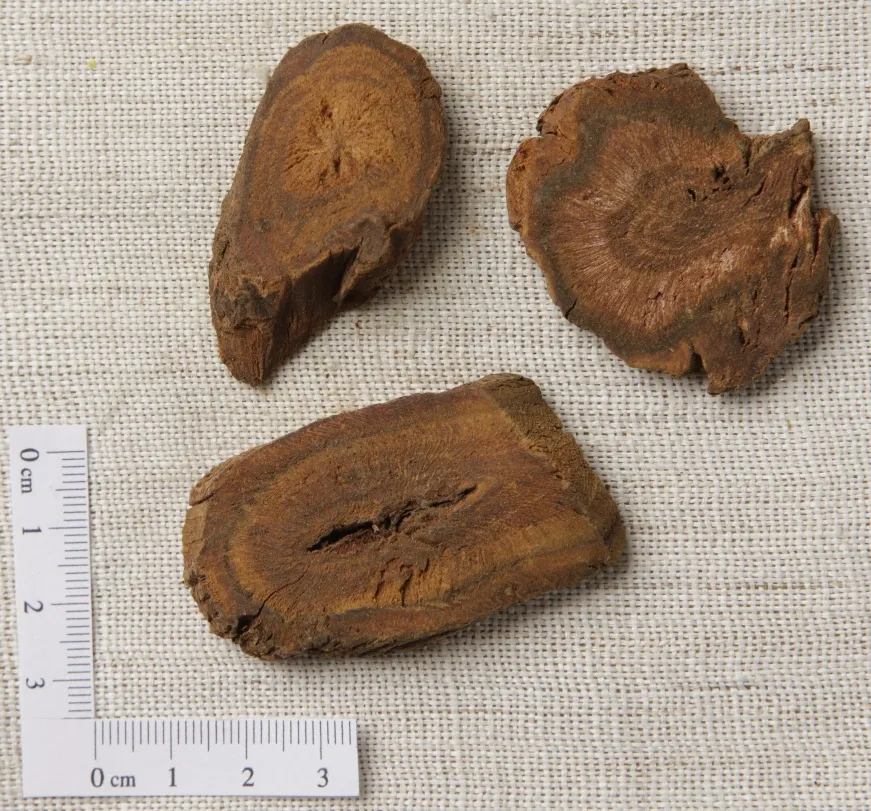 건조된 대황 뿌리