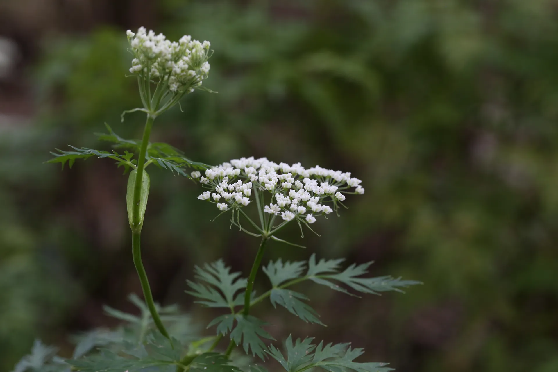 겨울철 수족냉증과 긴장성 두통, 천궁이 답인 이유