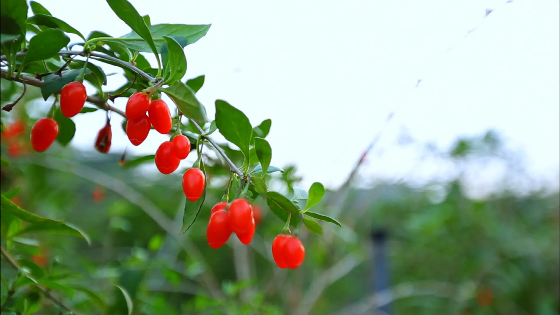 쉬어도 피곤할 때, 구기자가 필요한 이유