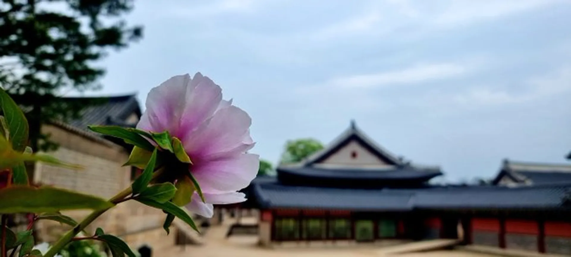 당신의 휴식에 작약이 필요한 이유