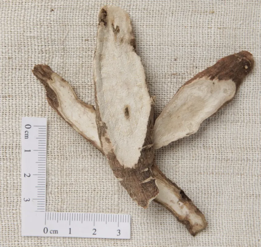 건조된 작약 뿌리