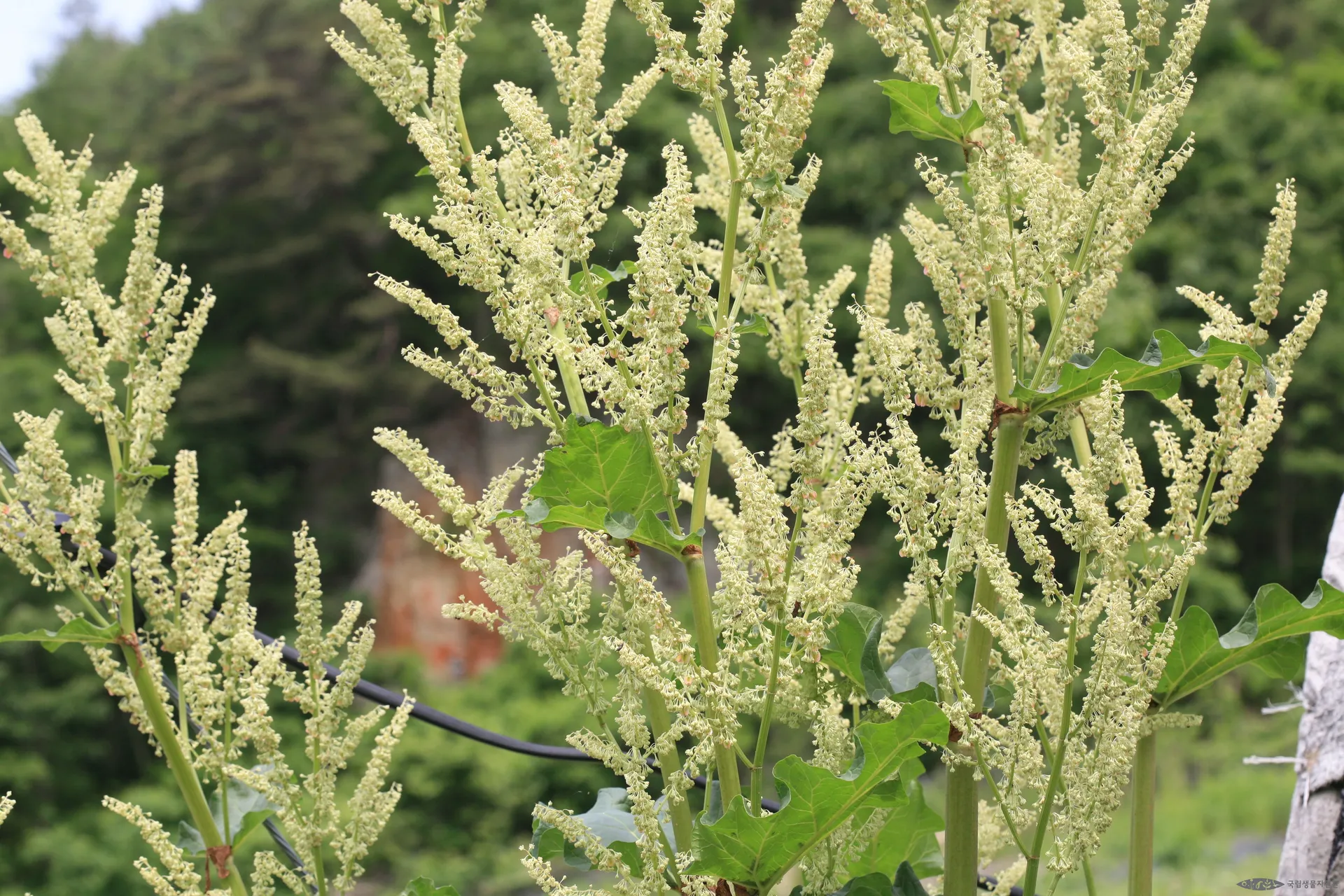 피부가 예민해졌을 때, 대황이 필요한 이유